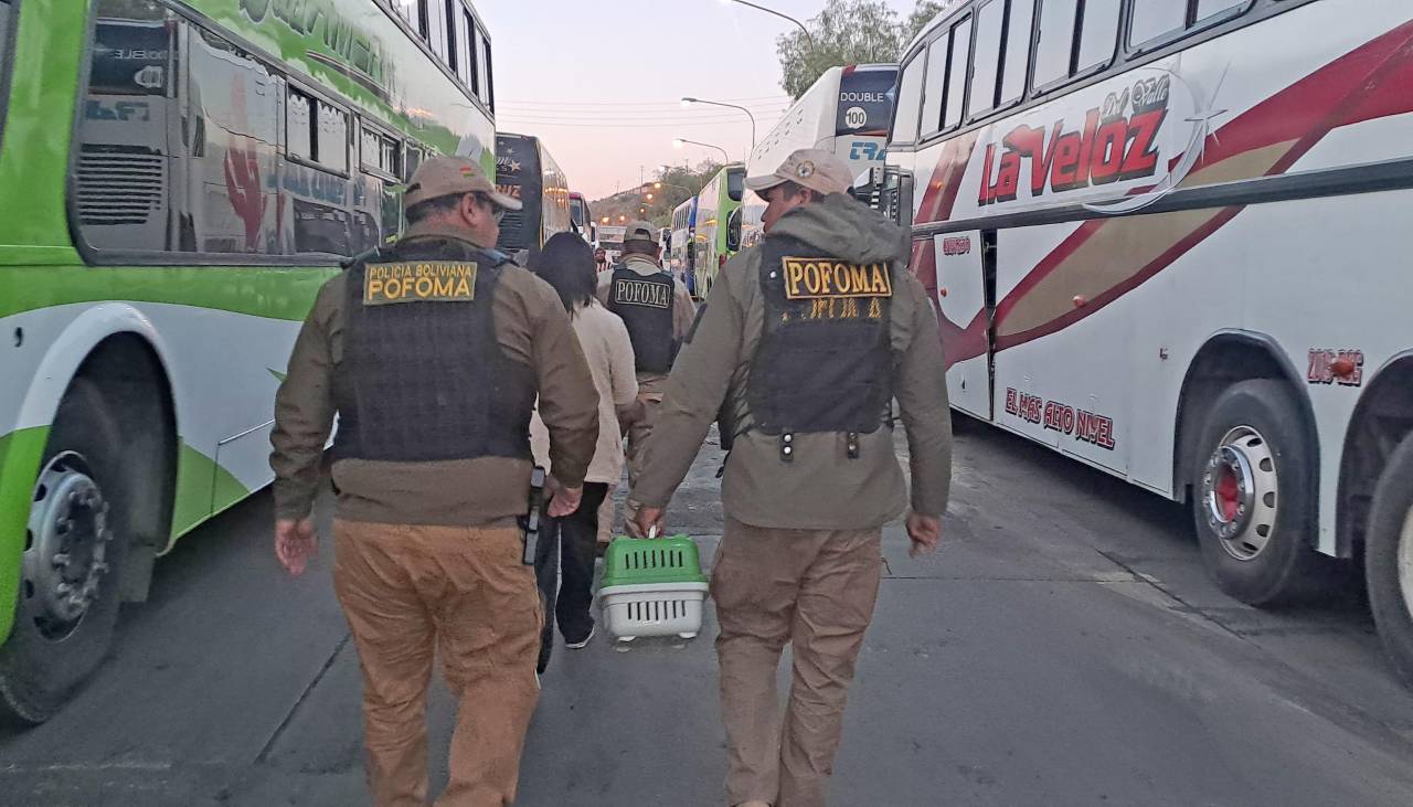 Secuestran a un erizo que era trasladado en un bus por una joven que llegó desde Perú