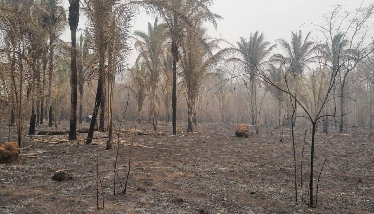 Concepción: El viento intensifica los incendios en las comunidades Palestina y Monte Verde