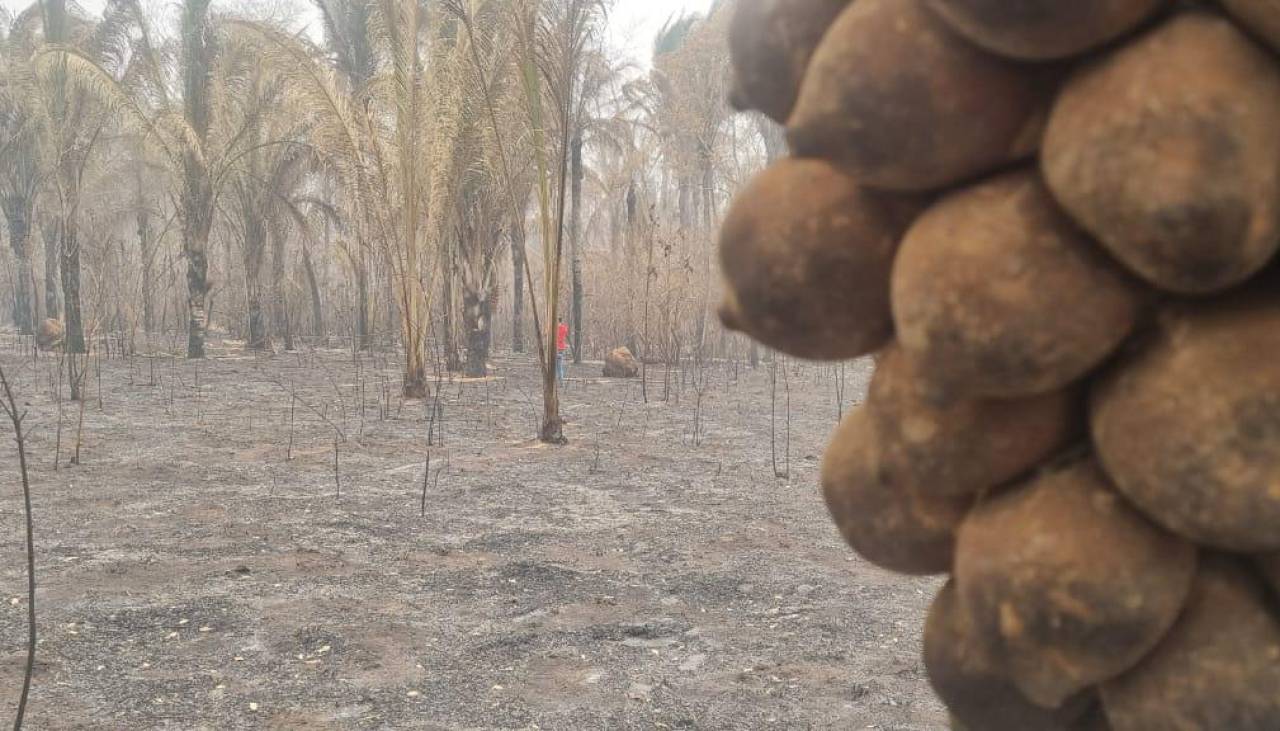 El fuego consume 37 hectáreas de cusi y deja a comunarios de Palestina sin ingresos económicos 