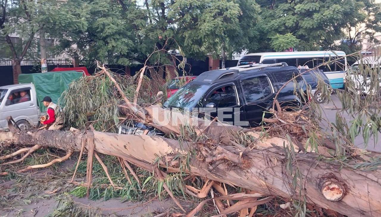 Árbol de gran tamaño cae sobre un vehículo y deja serios daños materiales