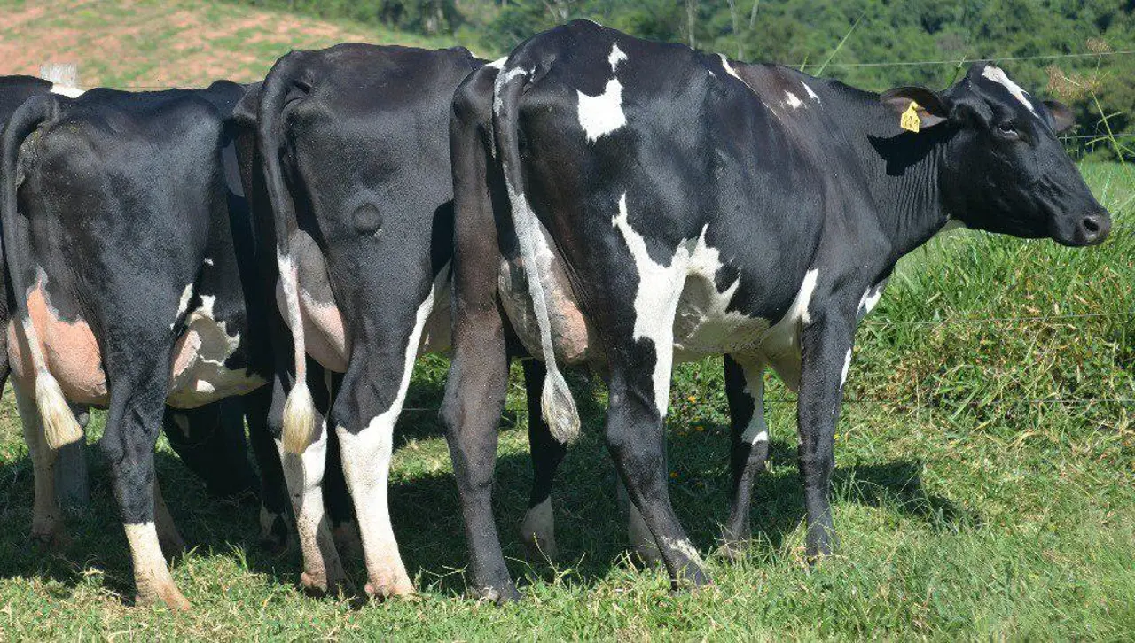 Lecheros anuncian reunión con el Gobierno este miércoles y advierten que pedido de aumentar precio de la leche es ‘innegociable’