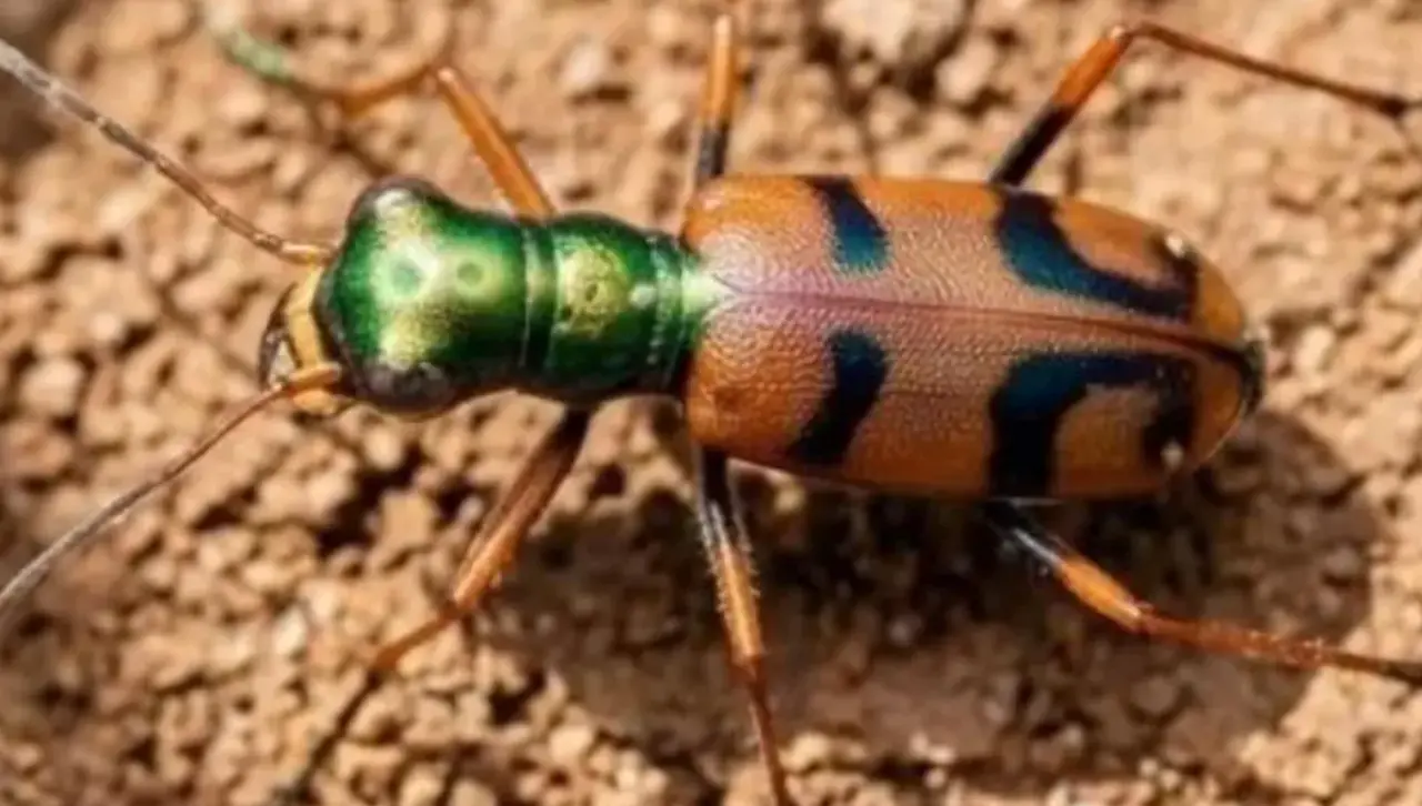 ¡Escarabajo tigre boliviano gana competencia global! 