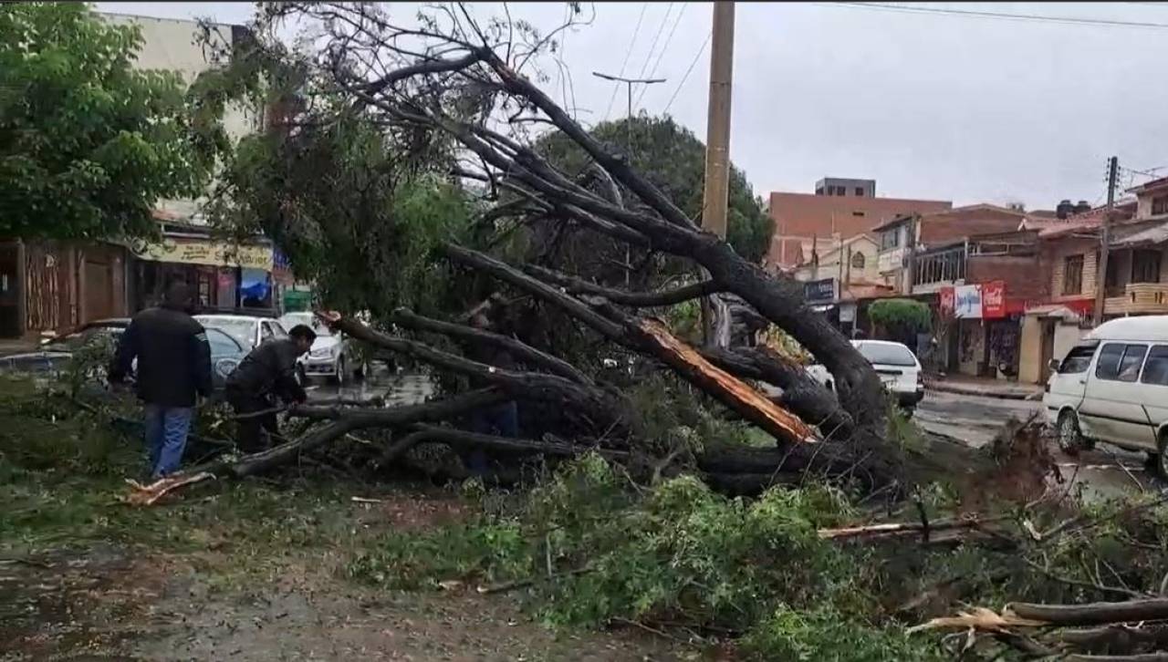 Enorme árbol cae sobre un micro que transitaba en la avenida Circunvalación en Cochabamba