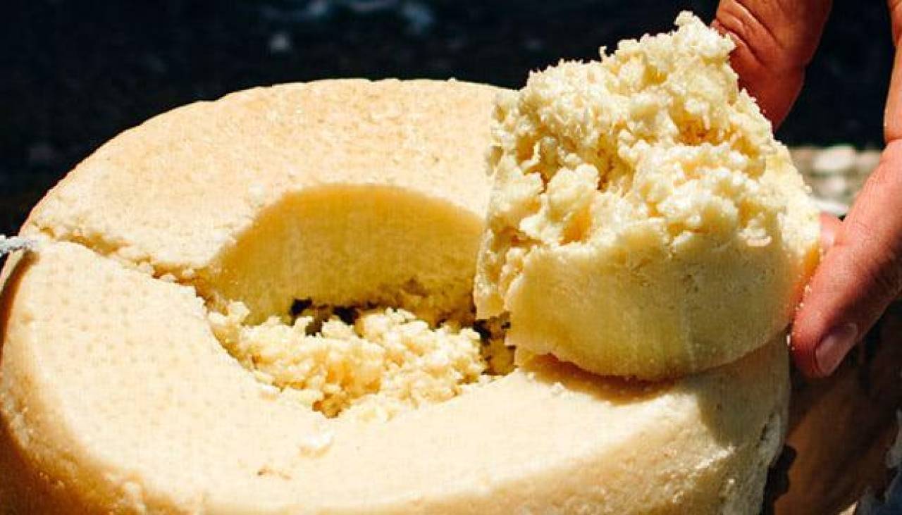 Infestado por larvas: Conozca cómo es el “queso más peligroso del mundo”