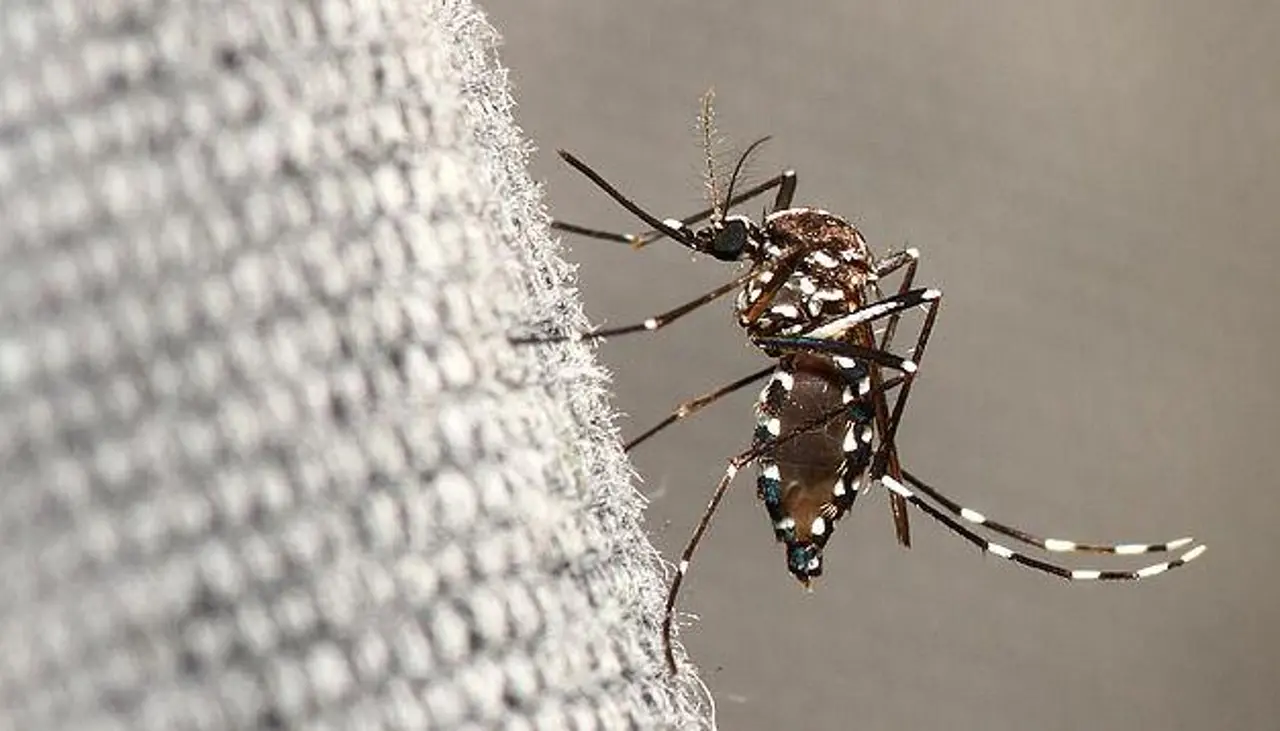 En la última semana, Cochabamba sumó nueve casos de chikungunya y ya son 190 en todo el departamento