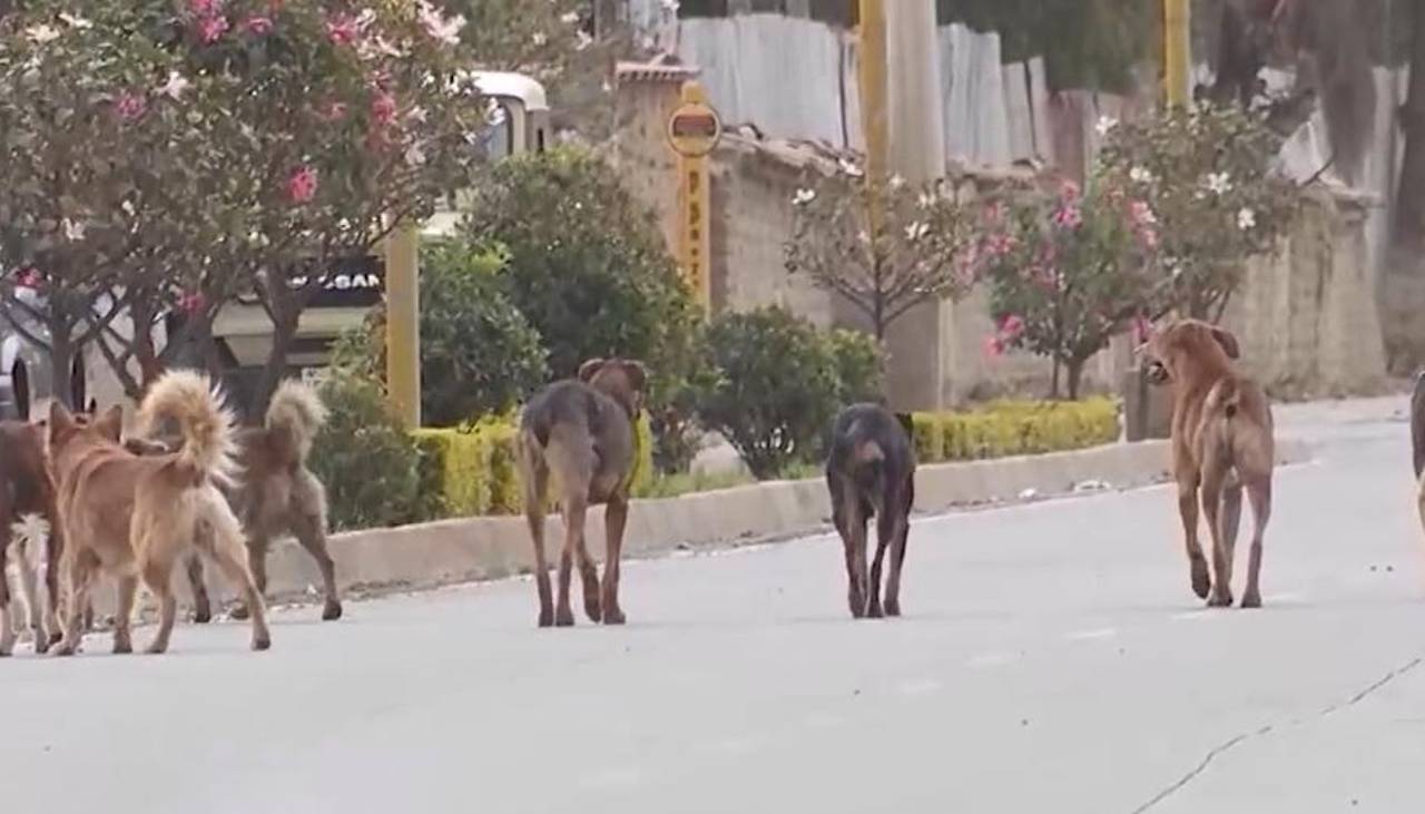 Primer caso positivo de rabia en Cochabamba, el perro mordió a dos personas