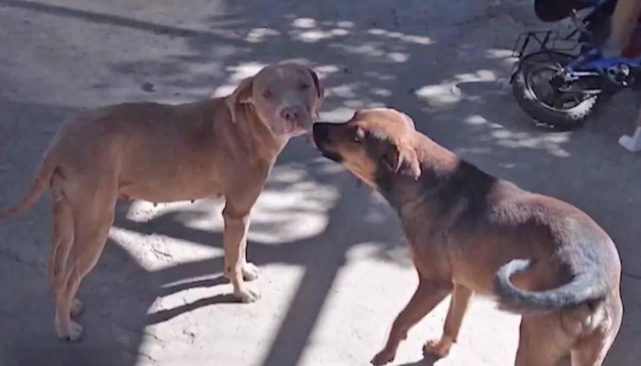 Liberan al dueño de los perros que atacaron y causaron la muerte de una mujer, pero se espera una nueva investigación