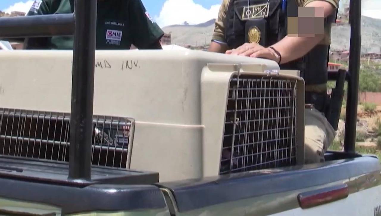 Mujer de 78 años fallece tras el ataque de un perro; el propietario del animal fue aprehendido