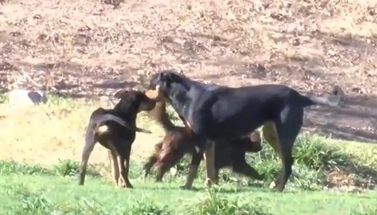 Un perro con rabia mordió a ocho niños en Tiquipaya, municipio que tiene tres casos confirmados