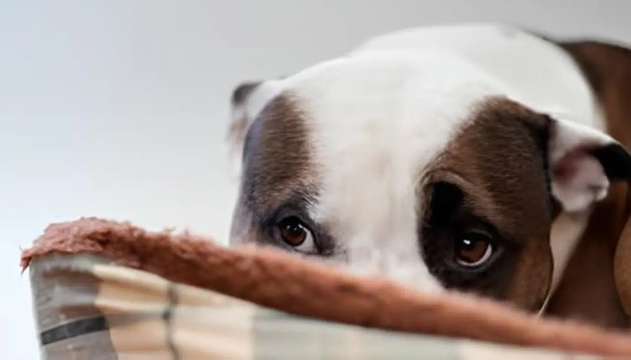 Intentos de biocidio: en menos de cuatro días, dos mascotas han sufrido brutales agresiones en Quillacollo