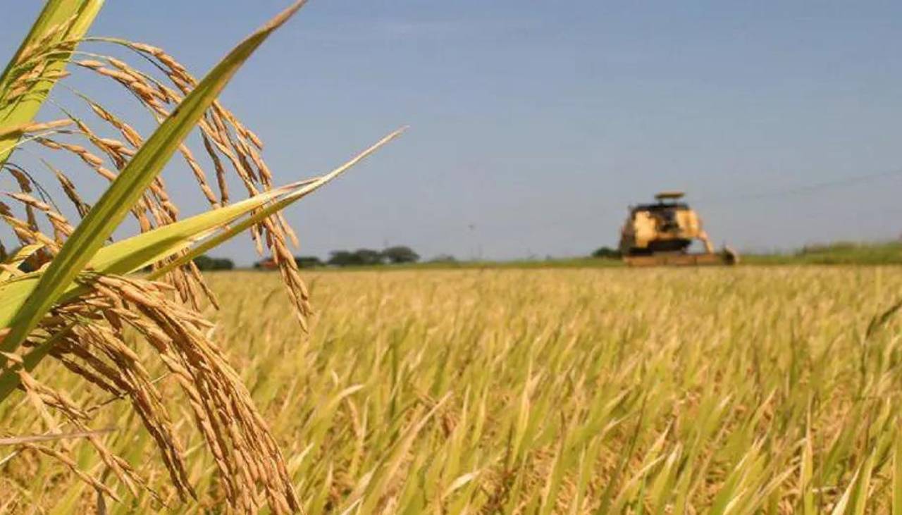 Alerta en Beni: Hay 5.000 hectáreas de arroz bajo el agua por las lluvias y está en riesgo la cosecha por falta de diésel, advierte ADEPAB