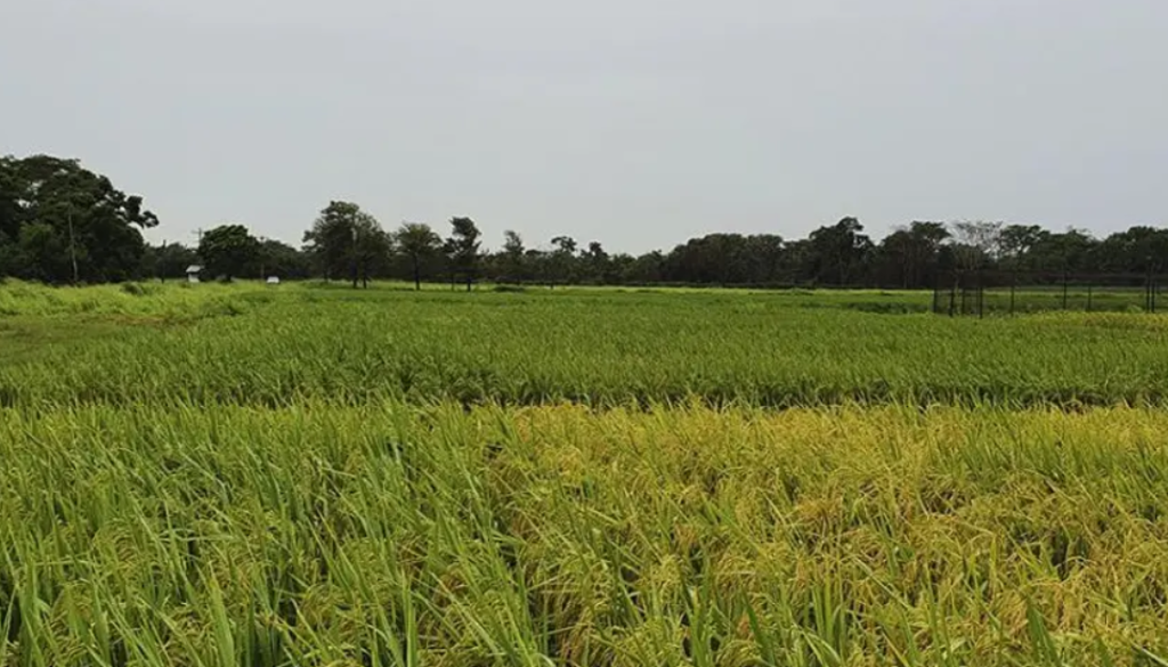Productores de arroz de Beni se declaran en emergencia por falta de diésel