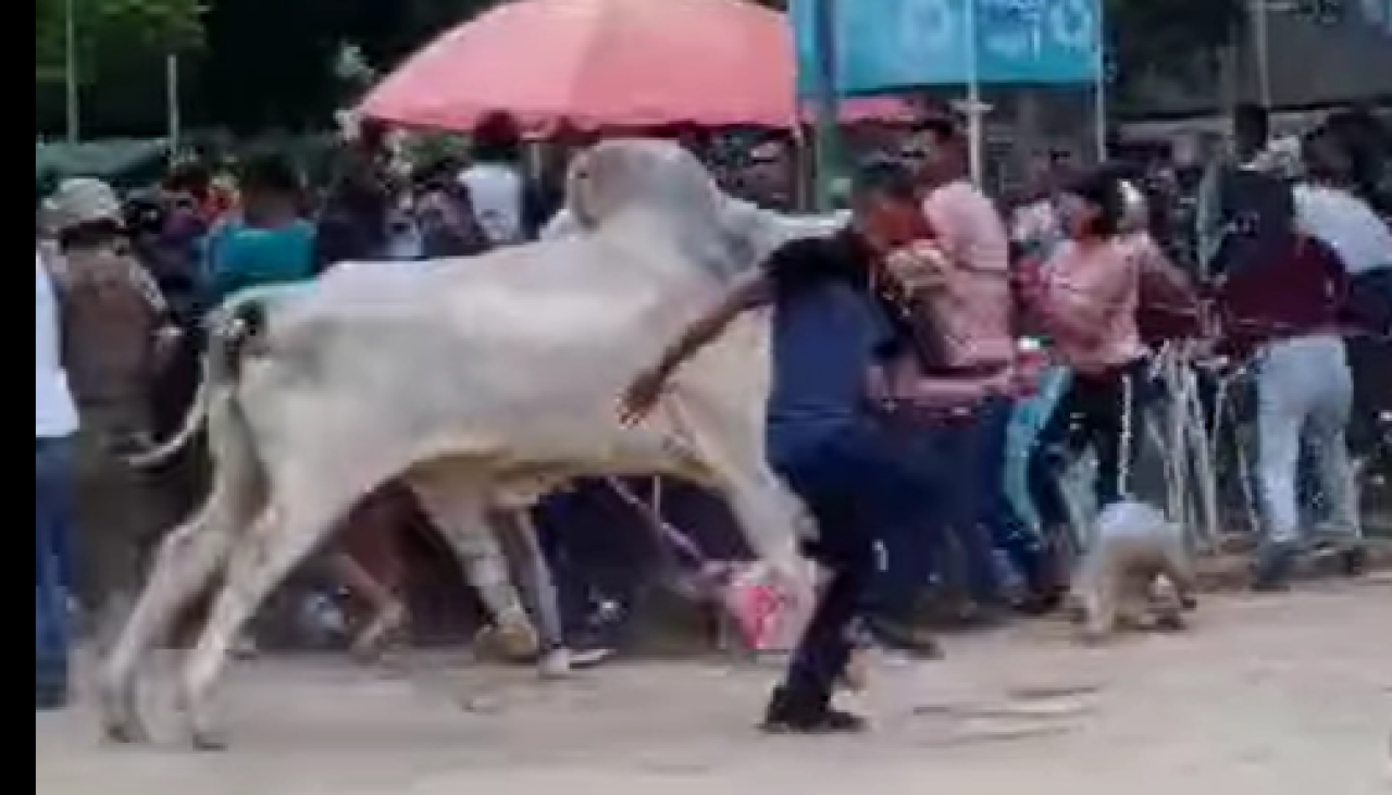 Video: tras liberarse de una soga un toro embiste a varias personas en Apolo