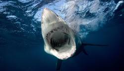 Ataque de tiburón en el mar rojo
