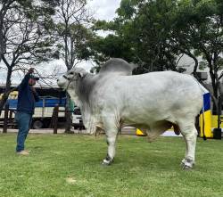 Expocruz: Thanak es el toro más pesado de la raza Nelore Mocho