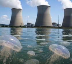 Las medusas obligan a parar tres reactores de una central nuclear francesa