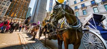 Nueva York decide el jueves si veta los carruajes de caballos tras accidente mortal