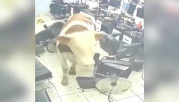 Un toro destruye una barbería generando caos y una persecución para su captura