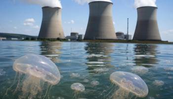Las medusas obligan a parar tres reactores de una central nuclear francesa