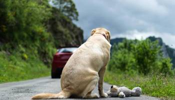 Cámaras de seguridad captan a mujeres abandonando a un perrito en un cesto de basura