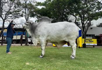 Expocruz: Thanak es el toro más pesado de la raza Nelore Mocho