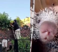 Video: Voluntario rescata a un puercoespín y termina herido en Trinidad