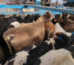 El ganado sigue saliendo del país: Caen cuatro camiones con reses que eran llevadas a la frontera con Perú