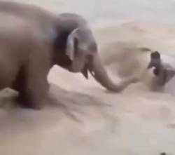 Falso: elefante no salvó a un hombre durante las inundaciones en Nepal