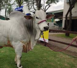 Sylvester es el toro más pesado de la Expocruz 2026