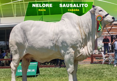 Expocruz 2026 ya tienen a sus grandes campeones cebuinos; Shakira FIV Sausalito se consagra en la raza Nelore