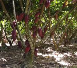 Falta de diésel golpea al cacao de exportación y limita el cumplimiento con mercados externos, señalan productores
