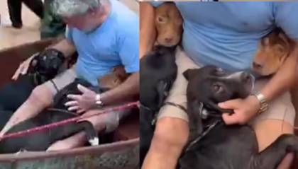 Emotivo rescate en Brasil: Hombre dijo que necesitaba ir por sus “cuatro hijos” y logró salvar a sus mascotas