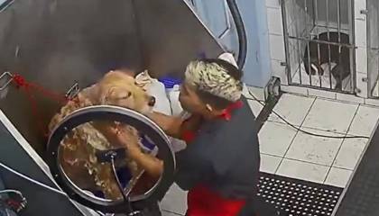 El viral y tierno momento cuando el trabajador de una veterinaria baña a un perrito