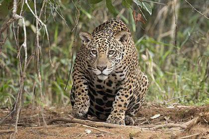 Tribunal Agroambiental exige justicia por muerte de jaguar en Beni y ratifica medidas cautelares de protección