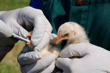 Senasag reporta brote de gripe aviar en Santa Cruz y emite emergencia zoosanitaria