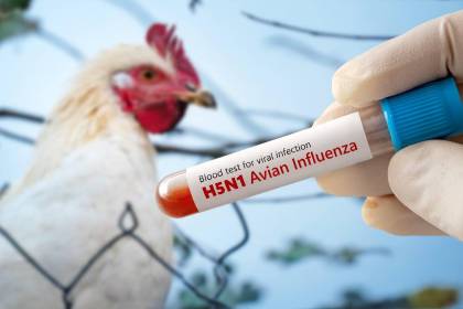 Bolivia activa protocolos de prevención ante brote de gripe aviar en Perú