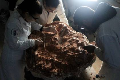 Hallan fósil de dinosaurio de 230 millones de años tras lluvias en sur de Brasil
