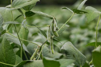 Empresarios sobre autorización de semilla de soya mejorada: “Es un avance para aumentar la producción de biocombustibles”