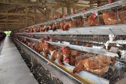 Avicultores cruceños alertan que en seis semanas disminuirá la oferta de pollo y se elevarán los precios