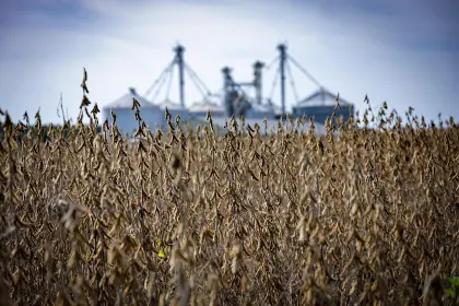 Exportaciones de la industria oleaginosa cayeron en $us 155 millones y la falta de diésel enciende las alarmas