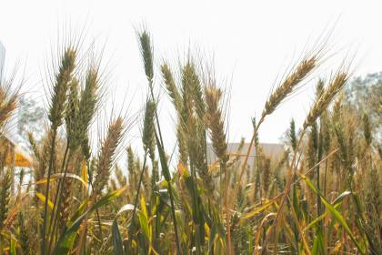Anapo pide una política de fomento: Producción de trigo solo cubre el 10% de la demanda interna