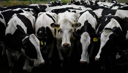 Agropecuarios denuncian que la falta de dólares está provocando el cierre de lecherías por el encarecimiento de insumos 