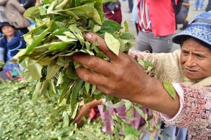 Gobierno dice que hay avances en la desclasificación de la hoja de coca y anuncia planta en los Yungas con miras a exportación