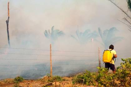 Ganaderos: Al menos 400.000 reses están en riesgo de muerte debido a los incendios forestales