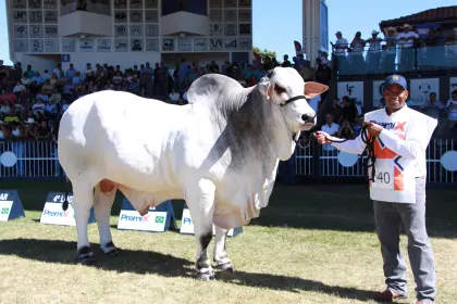 Stallone FIV de Sausalito se coronó como gran campeón de la raza Nelore en Expozebu 2026