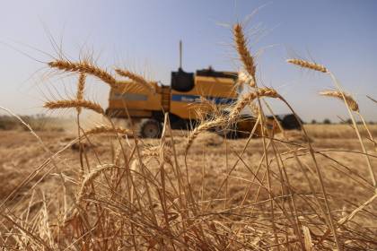 Golpeados por la sequía, productores registran 70% de avance en cosecha de granos de invierno