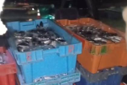 Decomisan más de 400 kilos de trucha en la región del lago Titicaca, cercana a la frontera con Perú
