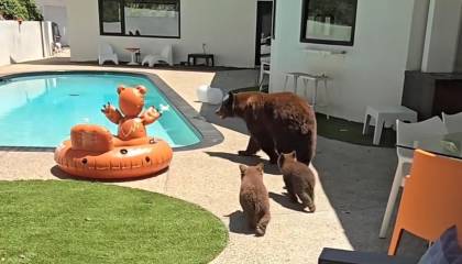 Así ingresó una familia de osos al jardín de una casa