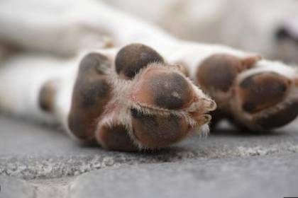Denuncian que una mascota fue víctima de abusos y murió tras 15 puñaladas