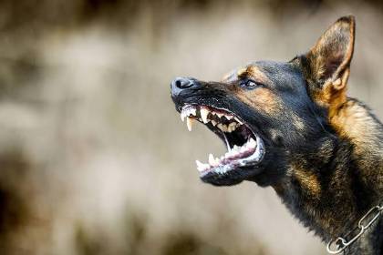 Sedes cruceño activa operativo epidemiológico tras confirmar caso de rabia canina en la zona norte